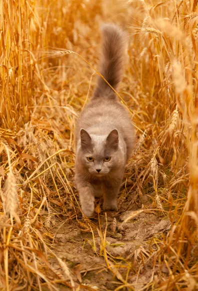 Gray cat walking in a field of wheat 